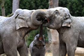 Elefántokat is fogyaszthattak az emberek 
