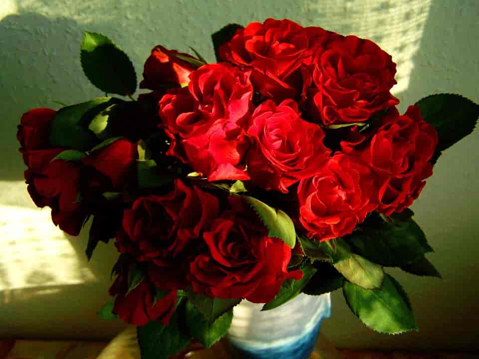 Vörös rózsa csokrok a szerelem jeléül